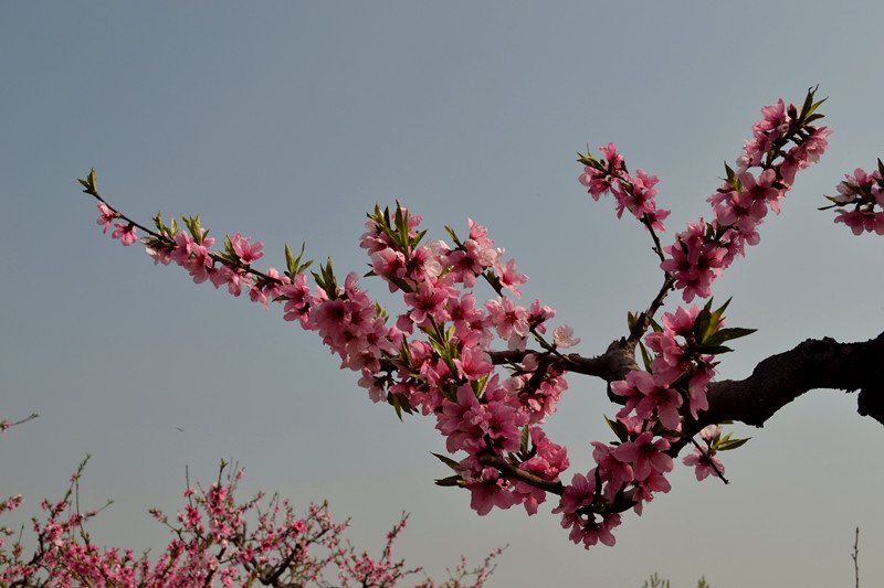 DSC_2272_副本.jpg