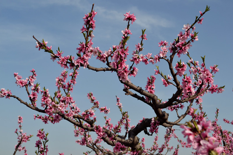 DSC_2289_副本.jpg