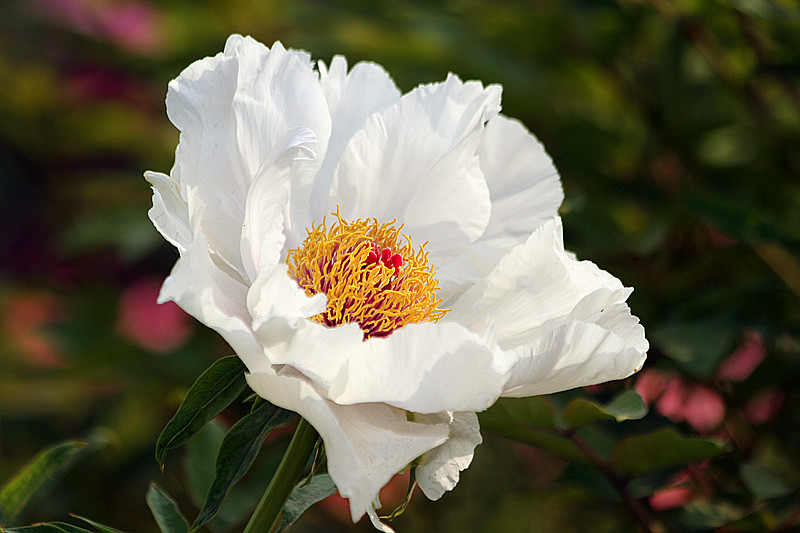 牡丹 072_副本.jpg