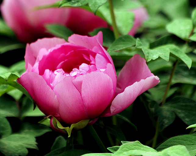 牡丹 064_副本.jpg