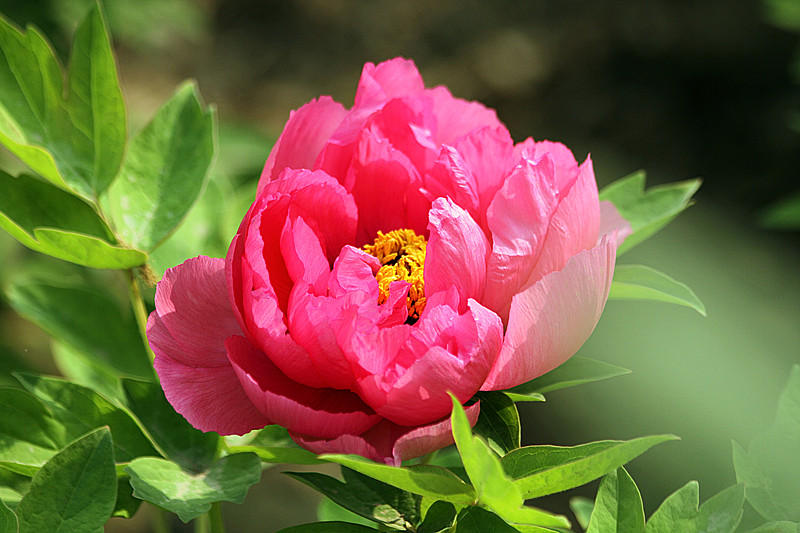 牡丹 077_副本.jpg