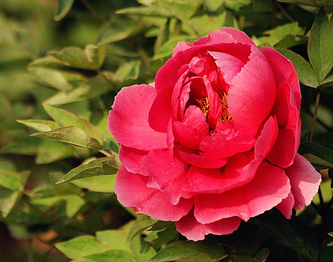 牡丹 094_副本.jpg