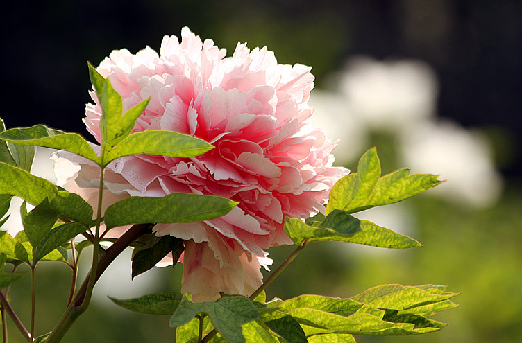 牡丹 102_副本.jpg