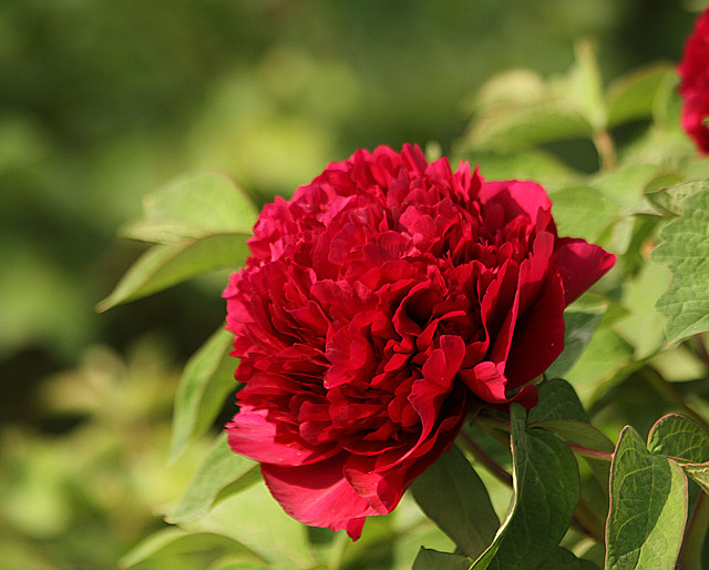 牡丹 111_副本.jpg