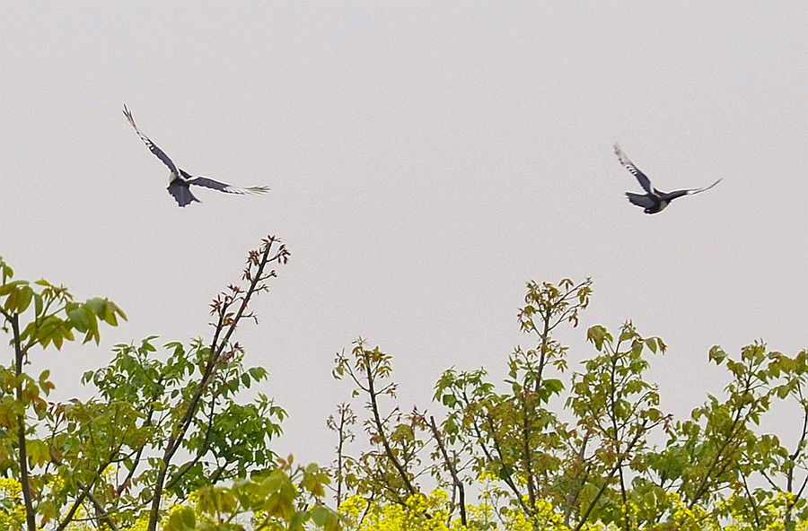 DSC_2513_副本.jpg