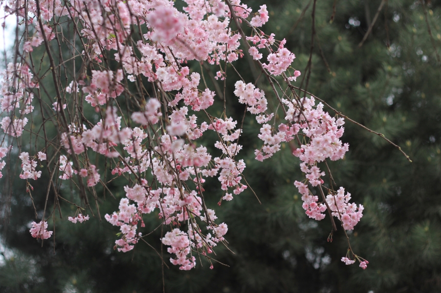 青龙寺垂樱