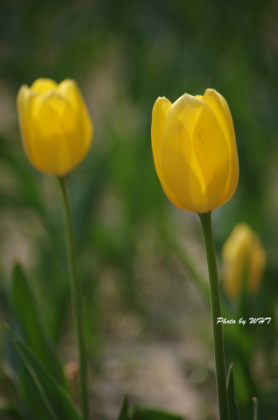 IMGP9149.jpg