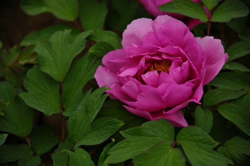 DSC_5899_HZP.jpg