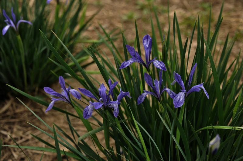 DSC_5902_HZP.jpg
