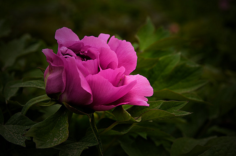 DSC_5910_HZP.jpg