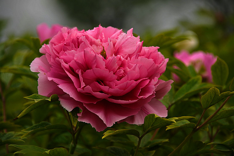 DSC_5911_HZP.jpg