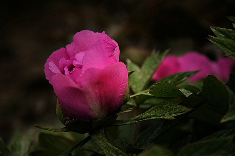 DSC_5916_HZP.jpg