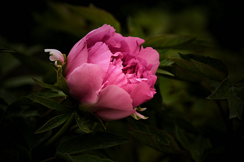 DSC_5921_HZP.jpg