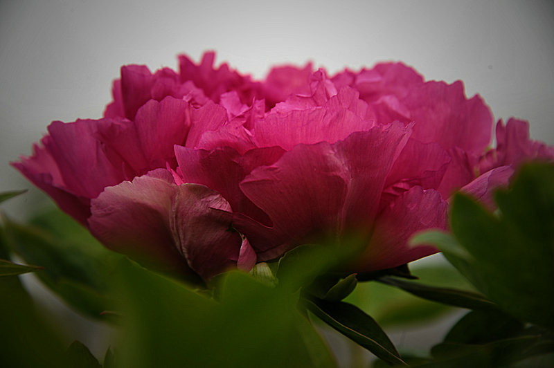 DSC_5924_HZP.jpg