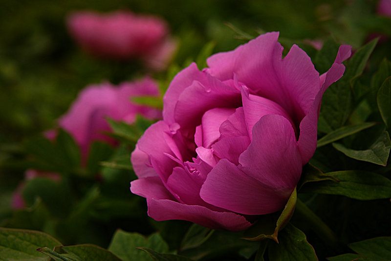 DSC_5928_HZP.jpg