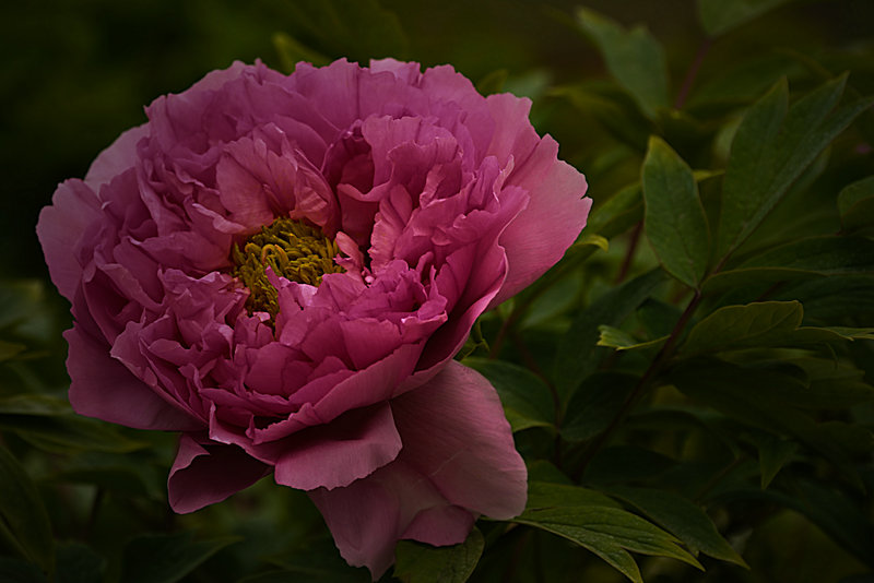 DSC_5930_HZP.jpg