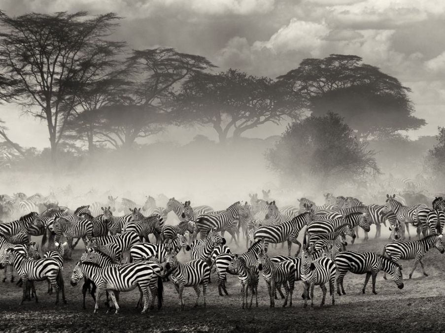 zebra-river-serengeti_65530_990x742.jpg