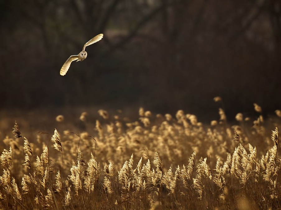 owl-flight-reeds_63784_990x742.jpg