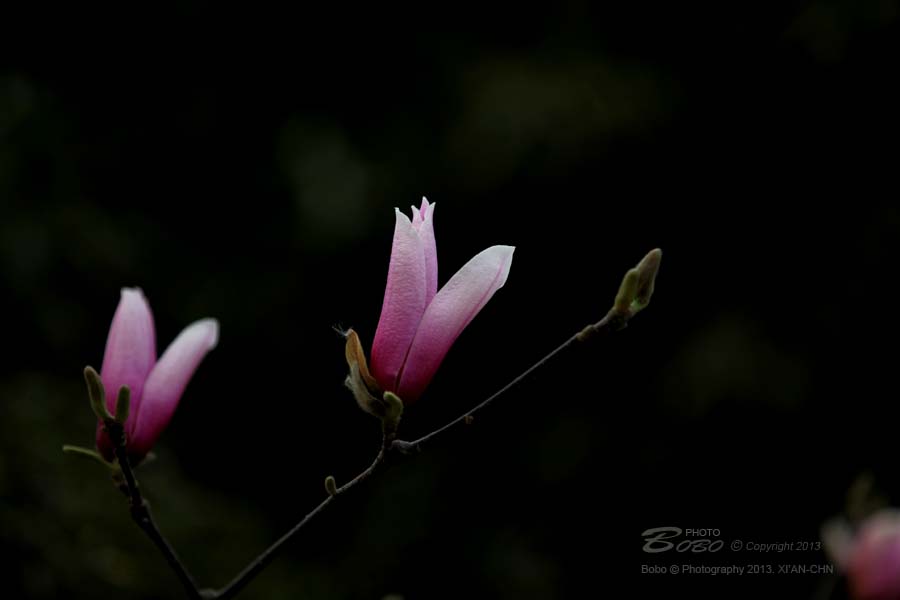 照片 006 拷贝.jpg