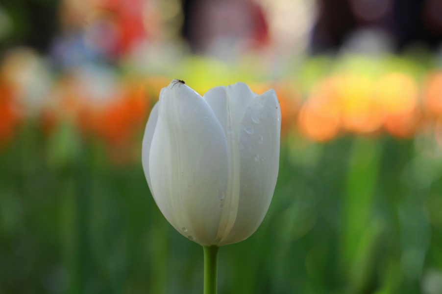 调整大小 IMG_6952m.jpg