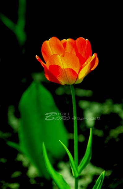 铁一中风景 124 拷贝.jpg