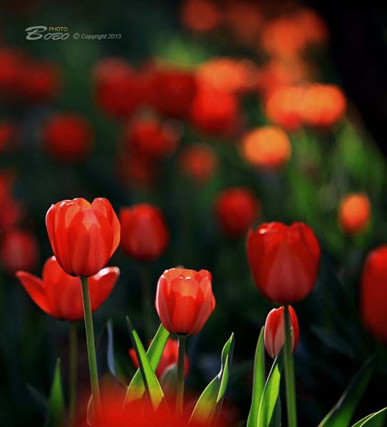 铁一中风景 121 拷贝.jpg