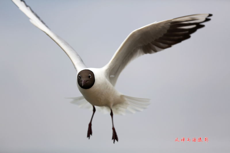 鸥之歌002.jpg