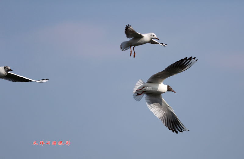 鸥之歌-追逐.jpg
