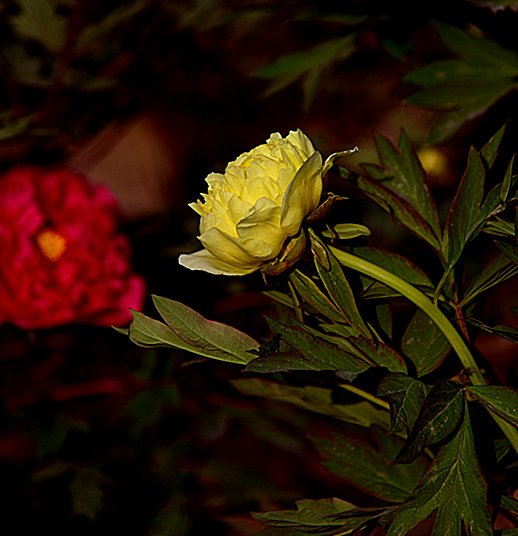 DSC_1424_副本.jpg