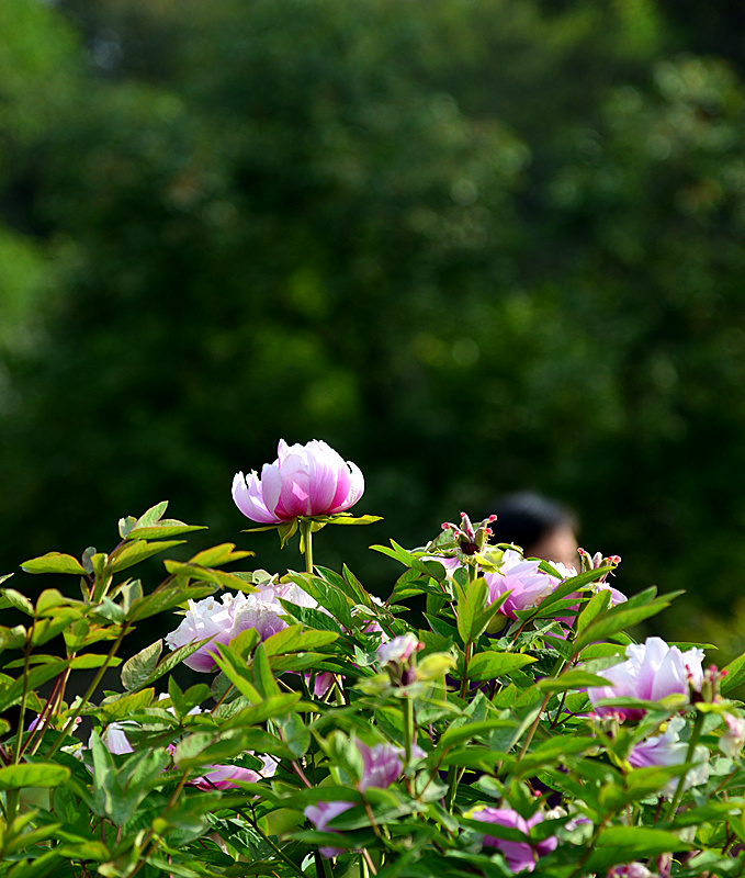DSC_1443_副本.jpg