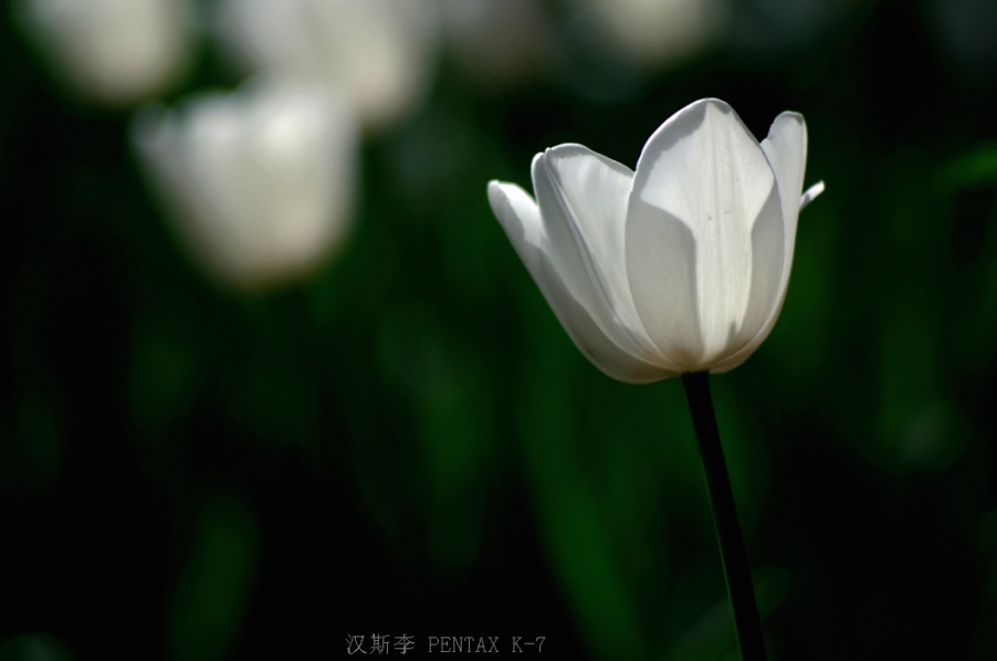 IMGP2072.jpg