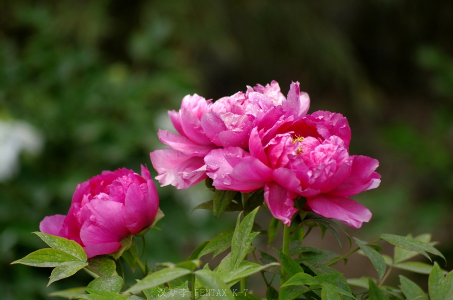 IMGP2094.jpg