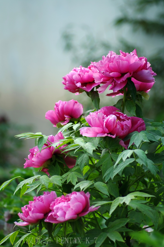 IMGP2095.jpg