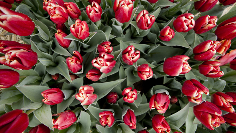 1 来晚了也要歌唱.jpg