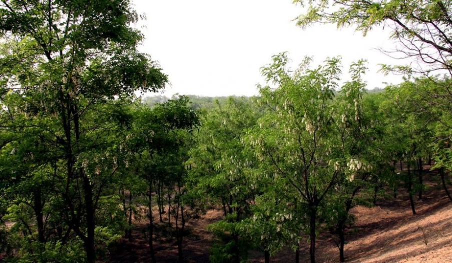 枝繁叶茂, 遮天蔽日的槐树林 (1).jpg