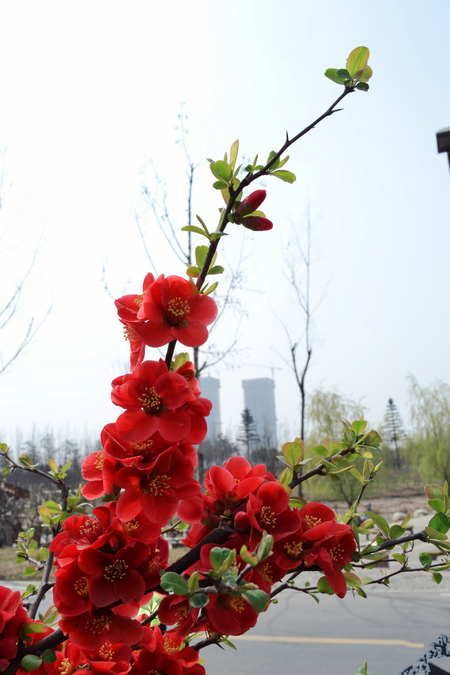 DSC_1881_副本.jpg