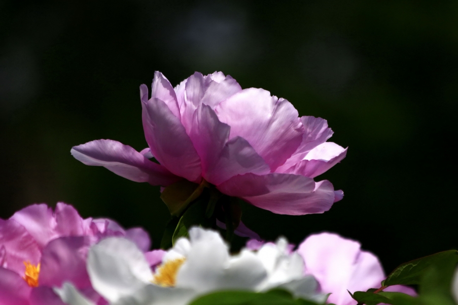 _MG_9500A_调整大小.jpg