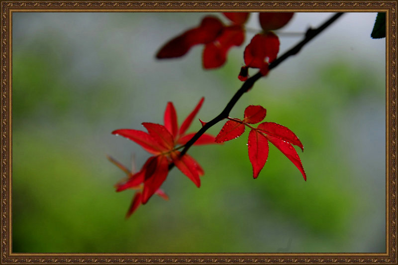 DSC_6808_副本.jpg