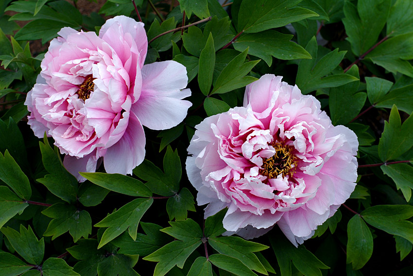 阿古泉牡丹 苑 (17).jpg