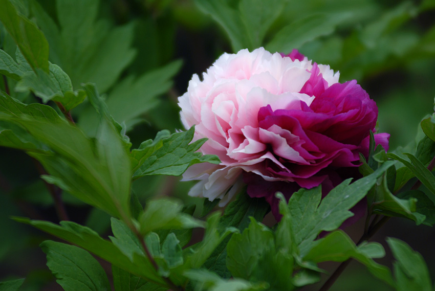 双色牡丹 (1).jpg