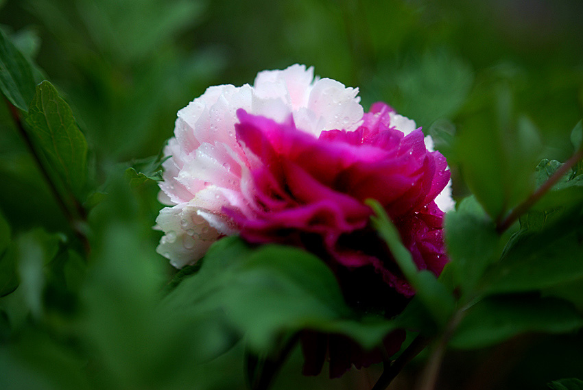 双色牡丹 (4).jpg