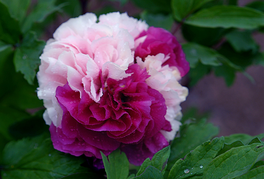 双色牡丹 (5).jpg