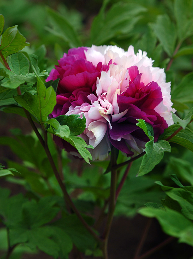 双色牡丹 (6).jpg