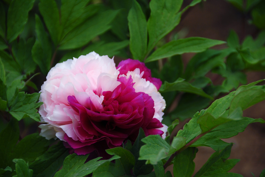 双色牡丹 (7).jpg