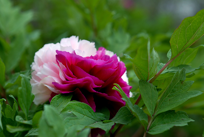 双色牡丹 (9).jpg