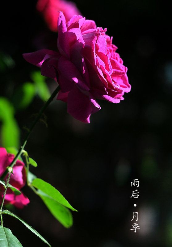 DSC_6056_副本.jpg
