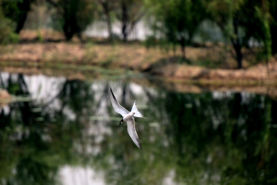 DSC_9871发9.jpg