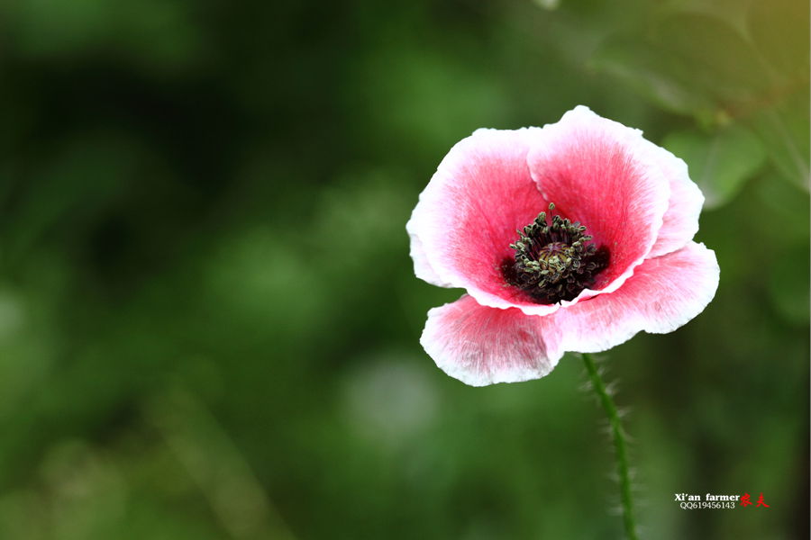 浐灞虞美人 024.JPG