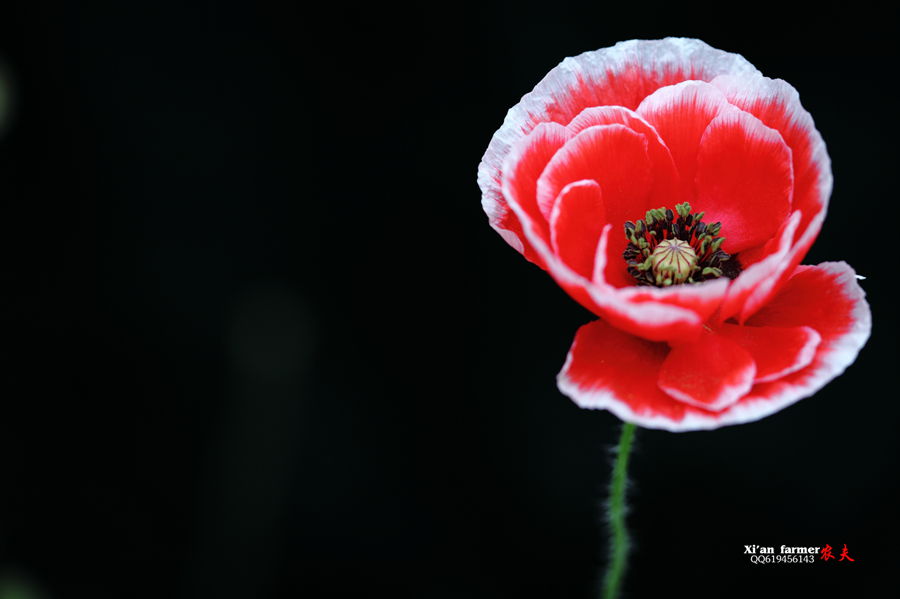 浐灞虞美人 038.JPG