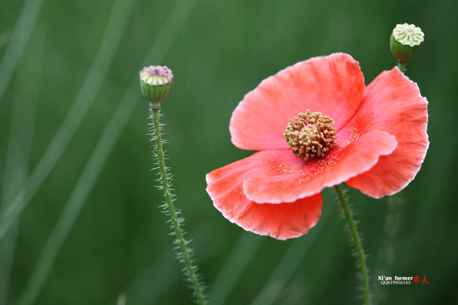 浐灞虞美人 097.JPG